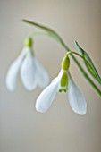 COTSWOLD FARM  GLOUCESTERSHIRE: CLOSE UP OF SNOWDROP - GALANTHUS GRACILIS HIGHDOWN