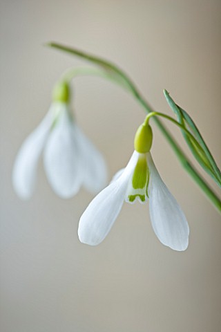 COTSWOLD_FARM__GLOUCESTERSHIRE_CLOSE_UP_OF_SNOWDROP__GALANTHUS_GRACILIS_HIGHDOWN