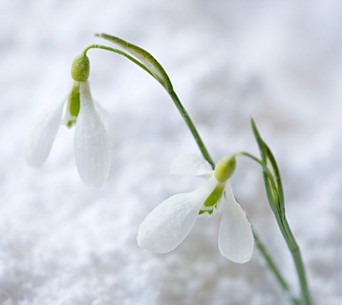 COTSWOLD_FARM__GLOUCESTERSHIRE_CLOSE_UP_OF_SNOWDROP__GALANTHUS_GRACILIS_HIGHDOWN__IN_SNOW