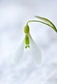 COTSWOLD FARM  GLOUCESTERSHIRE: CLOSE UP OF SNOWDROP - GALANTHUS GRACILIS HIGHDOWN - IN SNOW