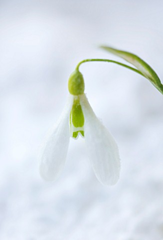 COTSWOLD_FARM__GLOUCESTERSHIRE_CLOSE_UP_OF_SNOWDROP__GALANTHUS_GRACILIS_HIGHDOWN__IN_SNOW