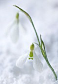 COTSWOLD FARM  GLOUCESTERSHIRE: CLOSE UP OF SNOWDROP - GALANTHUS GRACILIS HIGHDOWN - IN SNOW