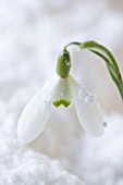 COTSWOLD FARM  GLOUCESTERSHIRE: CLOSE UP OF SNOWDROP - GALANTHUS GALATEA - IN SNOW