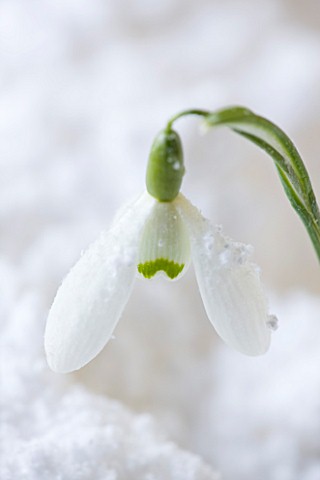 COTSWOLD_FARM__GLOUCESTERSHIRE_CLOSE_UP_OF_SNOWDROP__GALANTHUS_GALATEA__IN_SNOW