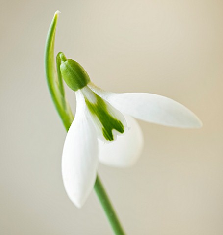 COTSWOLD_FARM__GLOUCESTERSHIRE_CLOSE_UP_OF_SNOWDROP__GALANTHUS_ROBIN_HOOD