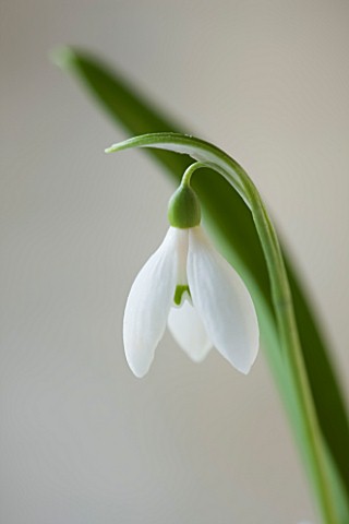 COTSWOLD_FARM__GLOUCESTERSHIRE_CLOSE_UP_OF_SNOWDROP__GALANTHUS_WORONOWII