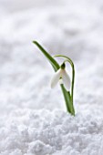 COTSWOLD FARM  GLOUCESTERSHIRE: CLOSE UP OF SNOWDROP - GALANTHUS WORONOWII - IN SNOW
