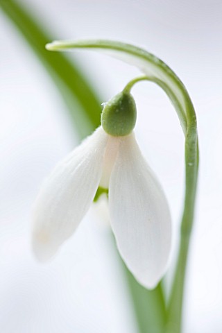 COTSWOLD_FARM__GLOUCESTERSHIRE_CLOSE_UP_OF_SNOWDROP__GALANTHUS_WORONOWII__IN_SNOW