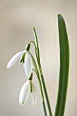 COTSWOLD FARM  GLOUCESTERSHIRE: CLOSE UP OF SNOWDROP - GALANTHUS GREEN NECKLACE