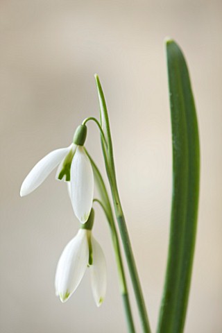 COTSWOLD_FARM__GLOUCESTERSHIRE_CLOSE_UP_OF_SNOWDROP__GALANTHUS_GREEN_NECKLACE