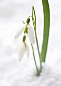 COTSWOLD FARM  GLOUCESTERSHIRE: CLOSE UP OF SNOWDROP - GALANTHUS GREEN NECKLACE - IN SNOW