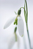 COTSWOLD FARM  GLOUCESTERSHIRE: CLOSE UP OF SNOWDROP - GALANTHUS GREEN NECKLACE - IN SNOW