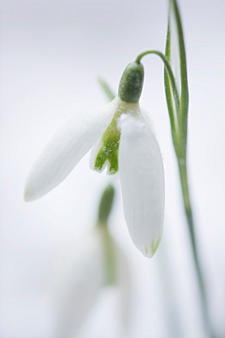 COTSWOLD_FARM__GLOUCESTERSHIRE_CLOSE_UP_OF_SNOWDROP__GALANTHUS_GREEN_NECKLACE__IN_SNOW