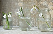 COTSWOLD FARM  GLOUCESTERSHIRE: SNOWDROPS IN GLASS JARS - LEFT TO RIGHT - GALANTHUS WORONOWII  GALANTHUS WAREI AND GALANTHUS PEG SHARPLES