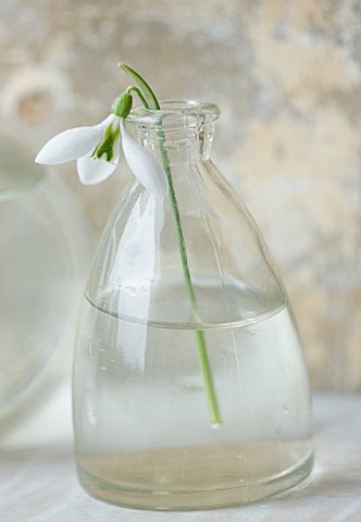 COTSWOLD_FARM__GLOUCESTERSHIRE_SNOWDROPS_IN_GLASS_JAR___GALANTHUS_ROBIN_HOOD