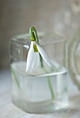 COTSWOLD FARM  GLOUCESTERSHIRE: SNOWDROPS IN GLASS JAR  - GALANTHUS MARY BIDDULPH