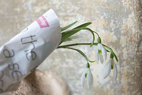 COTSWOLD_FARM__GLOUCESTERSHIRE_SNOWDROPS__GALANTHUS__WRAPPED_IN_NEWSPAPER_READY_FOR_SALE