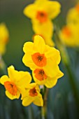 SCENTED NARCISSI (DAFFODILS) FROM SCILLY ISLANDS: NARCISSUS ROYAL CONNECTION
