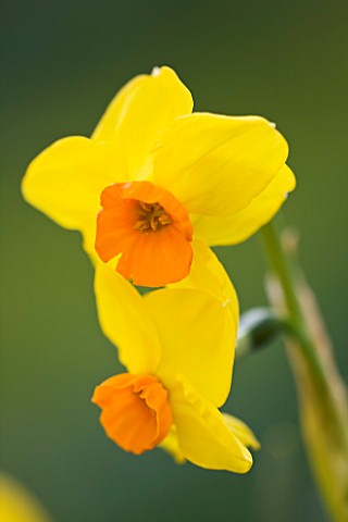 SCENTED_NARCISSI_DAFFODILS_FROM_SCILLY_ISLANDS_NARCISSUS_ROYAL_CONNECTION