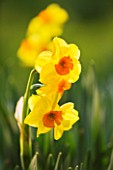 SCENTED NARCISSI (DAFFODILS) FROM SCILLY ISLANDS: NARCISSUS ROYAL CONNECTION