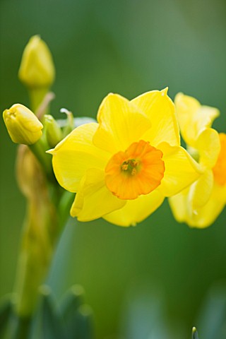 SCENTED_NARCISSI_DAFFODILS_FROM_SCILLY_ISLANDS_NARCISSUS_SCILLY_VALENTINE