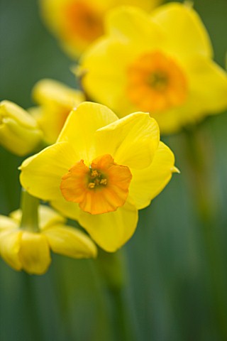 SCENTED_NARCISSI_DAFFODILS_FROM_SCILLY_ISLANDS_NARCISSUS_SCILLY_VALENTINE
