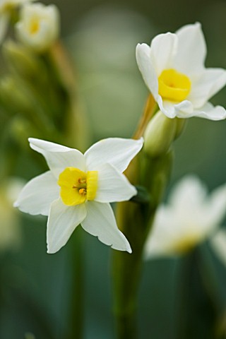 SCENTED_NARCISSI_DAFFODILS_FROM_SCILLY_ISLANDS_NARCISSUS_GRAND_PRIMO