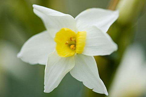 SCENTED_NARCISSI_DAFFODILS_FROM_SCILLY_ISLANDS_NARCISSUS_GRAND_PRIMO