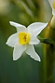 SCENTED NARCISSI (DAFFODILS) FROM SCILLY ISLANDS: NARCISSUS GRAND PRIMO