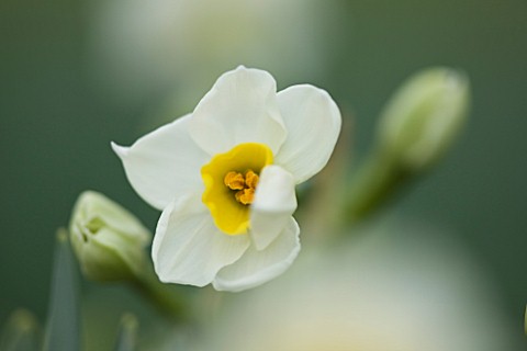 SCENTED_NARCISSI_DAFFODILS_FROM_SCILLY_ISLANDS_NARCISSUS_AVALANCHE