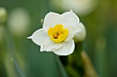 SCENTED NARCISSI (DAFFODILS) FROM SCILLY ISLANDS: NARCISSUS AVALANCHE