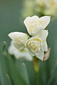 SCENTED NARCISSI (DAFFODILS) FROM SCILLY ISLANDS: NARCISSUS ERLICHEER
