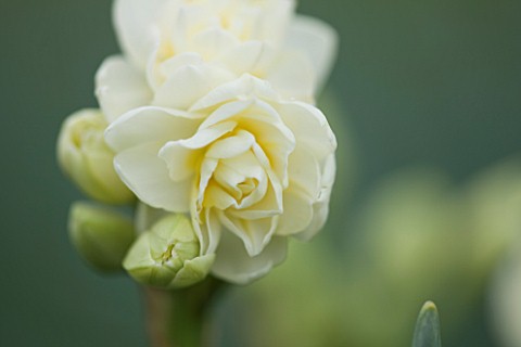 SCENTED_NARCISSI_DAFFODILS_FROM_SCILLY_ISLANDS_NARCISSUS_ERLICHEER