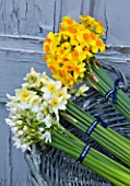SCENTED NARCISSI (DAFFODILS) FROM SCILLY ISLANDS IN A BASKET