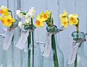 SCENTED NARCISSI (DAFFODILS) FROM SCILLY ISLANDS - NARCISSUS IN A GLASS BOTTLES - STYLING BY JACKY HOBBS