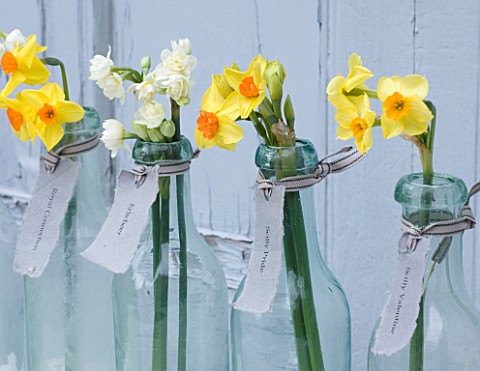 SCENTED_NARCISSI_DAFFODILS_FROM_SCILLY_ISLANDS__NARCISSUS_IN_A_GLASS_BOTTLES__STYLING_BY_JACKY_HOBBS