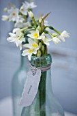 SCENTED NARCISSI (DAFFODILS) FROM SCILLY ISLANDS - NARCISSUS PRIMO IN A GLASS BOTTLE - STYLING BY JACKY HOBBS