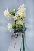 SCENTED NARCISSI (DAFFODILS) FROM SCILLY ISLANDS - NARCISSUS ERLICHEER IN A GLASS BOTTLE - STYLING BY JACKY HOBBS