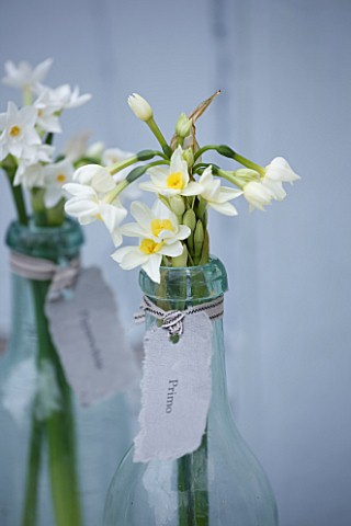 SCENTED_NARCISSI_DAFFODILS_FROM_SCILLY_ISLANDS__NARCISSUS_PRIMO_IN_A_GLASS_BOTTLE__STYLING_BY_JACKY_