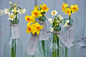 SCENTED NARCISSI (DAFFODILS) FROM SCILLY ISLANDS - NARCISSUS IN GLASS BOTTLES - STYLING BY JACKY HOBBS
