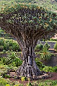 THE DRAGON TREE (DRACAENA DRACO)  AT ICOD DE LOS VINOS  TENERIFE  CANARY ISLANDS - SAID TO BE 1000 YEARS OLD