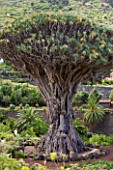 THE DRAGON TREE (DRACAENA DRACO)  AT ICOD DE LOS VINOS  TENERIFE  CANARY ISLANDS - SAID TO BE 1000 YEARS OLD