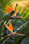SITIO LITRE ORCHID GARDEN  PUERTO DE LA CRUZ  TENERIFE  CANARY ISLANDS: FLOWERS OF STRELITZIA REGINAE (AGM) - BIRD OF PARADISE