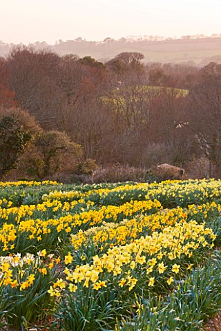 RASCAMP__QUALITY_DAFFODILS__CORNWALL_DAFFODILS_GROWING_IN_THE_TRIAL_FIELD