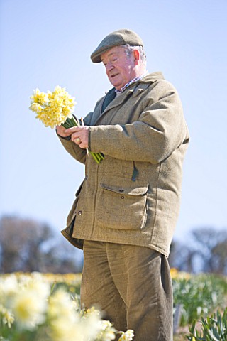 RASCAMP__QUALITY_DAFFODILS__CORNWALL_RON_SCAMP_IN_THE_BULB_FIELD_PICKING_NARCISSI