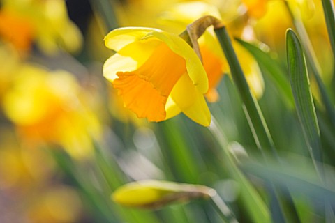 RASCAMP__QUALITY_DAFFODILS__CORNWALL_DAFFODIL__NARCISSUS_UNCLE_DUNCAN