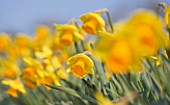 R.A.SCAMP  QUALITY DAFFODILS  CORNWALL: DAFFODIL - NARCISSUS UNCLE DUNCAN