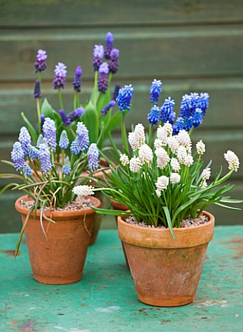 RICHARD_HOBBS_GARDEN__NORFOLK_TERRACOTTA_CONTAINERS_PLANTED_WITH_MUSCARI_WHITE_MAGIC__VALERIE_FINNIS