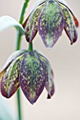 LAURENCE HILL COLLECTION OF FRITILLARIA: FRITILLARIA AFFINIS