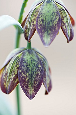LAURENCE_HILL_COLLECTION_OF_FRITILLARIA_FRITILLARIA_AFFINIS